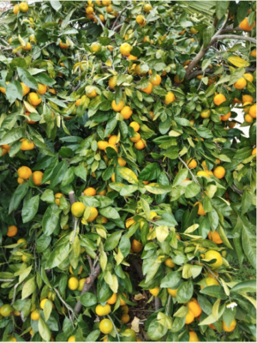 Citrus x unshiu 'Owari' Francis Soules / Mandarinier satsuma