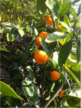 Citrus x unshiu 'Hashimoto'  / Mandarinier satsuma