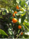 Citrus x unshiu 'Hashimoto'  / Mandarinier satsuma