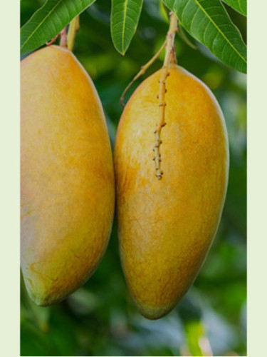 Mangifera indica 'Alfonso' / Manguier