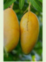 Mangifera indica 'Alfonso' / Manguier