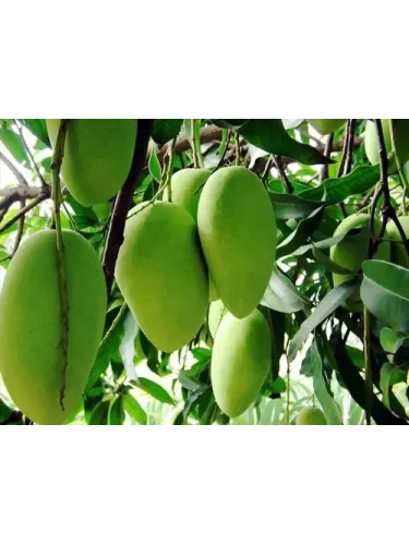 Mangifera indica 'Ataulfo' / Manguier