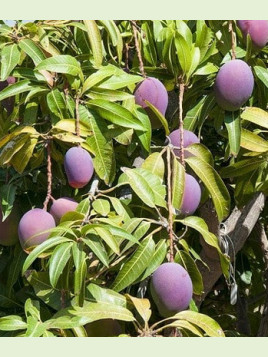 Mangifera indica 'Irwin' / Manguier