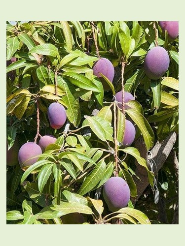 Mangifera indica 'Irwin' / Manguier