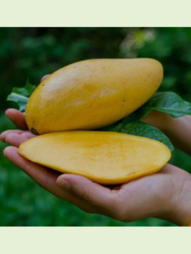 Mangifera indica 'Nam dok Maï' / Manguier