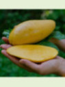 Mangifera indica 'Nam dok Maï' / Manguier