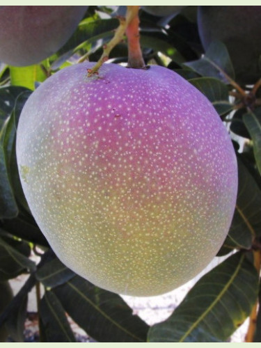 Mangifera indica 'Kent' / Manguier