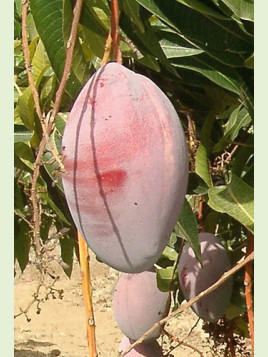 Mangifera indica 'Osteen' / Manguier