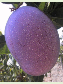 Mangifera indica 'Tommy Atkins' / Manguier