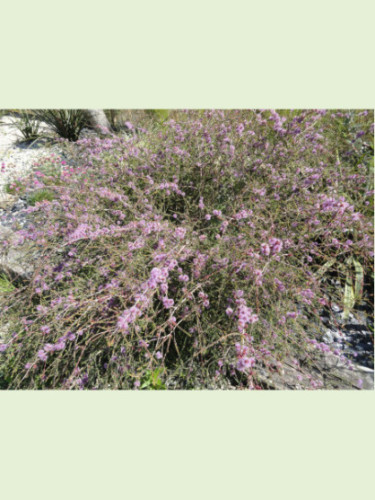 Melaleuca Gibbosa / Tea tree