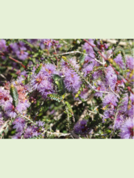 Melaleuca Gibbosa / Tea tree