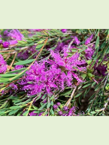 Melaleuca thymifolia / Myrte à feuilles de thym