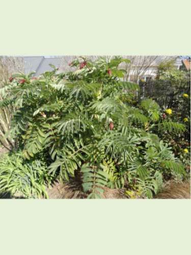 Melianthus Major