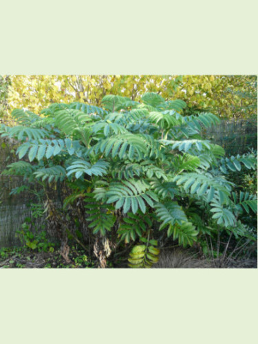 Melianthus Major