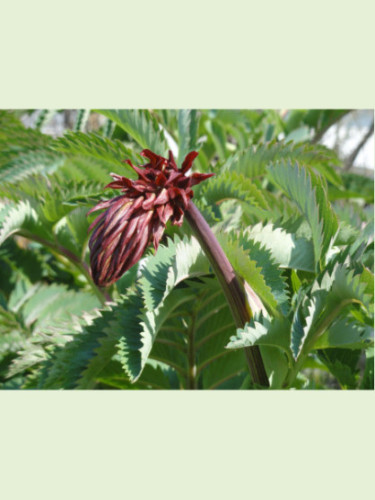 Melianthus Major