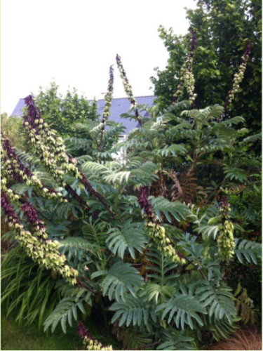 Melianthus Major