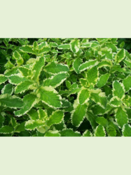 Mentha suaveolens variegata 'ananas' / Menthe ananas