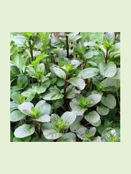 Mentha citrata 'Bergamote' / Menthe bergamote