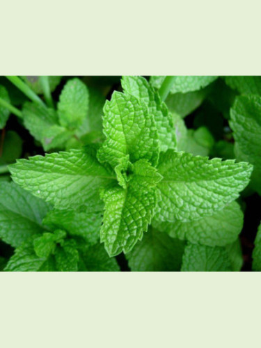 Mentha spicata 'hollywood' / Menthe hollywood