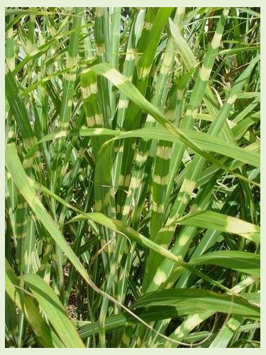 Miscanthus zebrinus