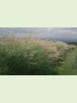 Miscanthus Sinensis 'Gracillimus'