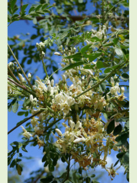 Moringa oleifera/ arbre de vie / arbre aux miracles