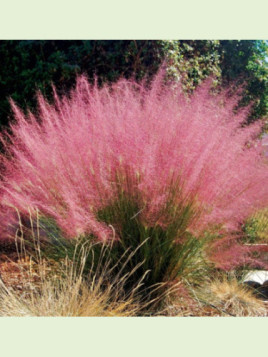 Muhlenbergia capillaris