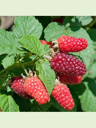 Rubus fruticosus (x) idaeus 'Tayberry Buckingham'/ Mûre-framboise