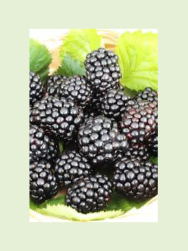 Rubus fruticosus 'Little Black Prince'  / Mûrier ronce