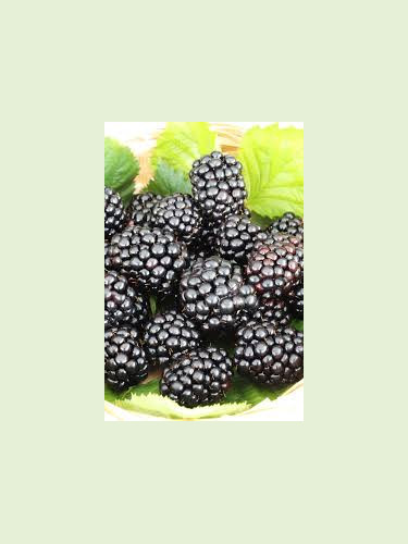 Rubus fruticosus 'Little Black Prince'  / Mûrier ronce