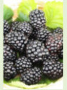 Rubus fruticosus 'Little Black Prince'  / Mûrier ronce