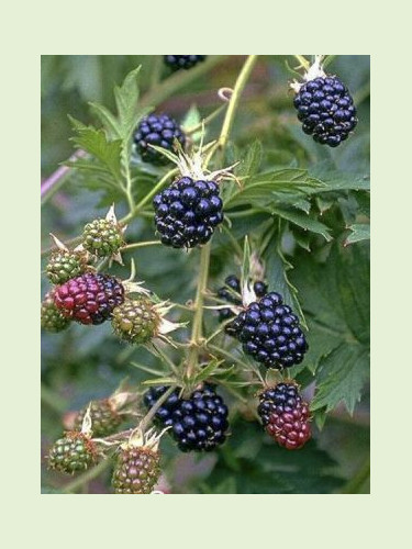 Rubus fruticosus 'Oregon Thornless' / Mûrier ronce sans épine