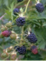 Rubus fruticosus 'Oregon Thornless' / Mûrier ronce sans épine