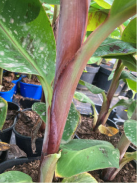 Musa red cavendish MA13* (bananier fruitier)