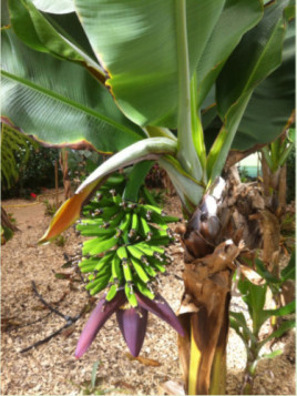 Musa cavendish gruesa ( bananier fruitier)