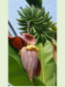 Musa 'Himalayan fruit®'* / Bananier rustique fruitier