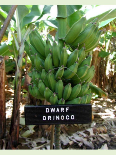 Musa Dwarf Orinoco* (bananier fruitier)