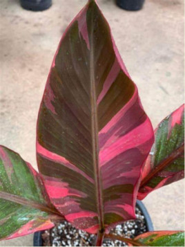 Musa 'Nono pink variegata'* / Bananier