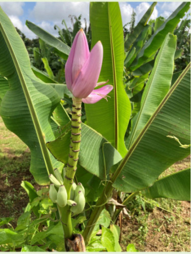 Musa ornata* (bananier)