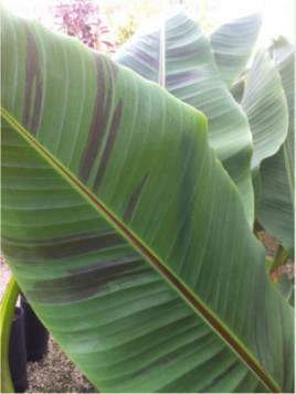 Musa sikkimensis 'Red tiger' / Bananier 'rustique'