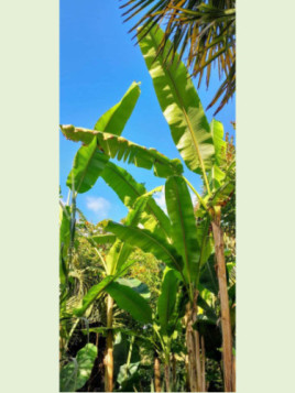 Musa sp Tibet/ Bananier Sp 'Tibet'