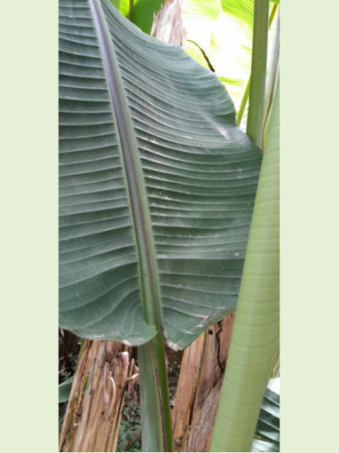 Musa sp Tibet/ Bananier Sp 'Tibet'