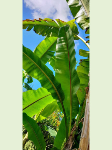 Musa sp Tibet/ Bananier Sp 'Tibet'