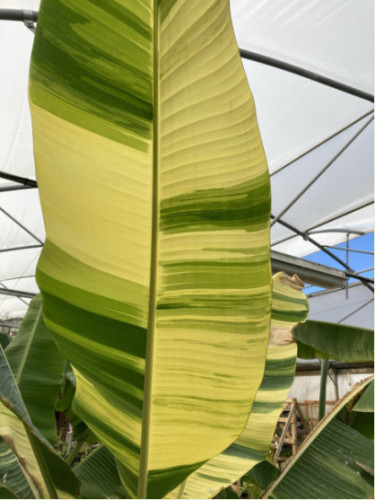 Musa balbisiana aureo variegata