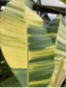 Musa balbisiana aureo variegata