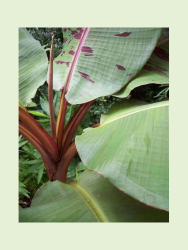 Musa sumatrana x 'Cross'* ('Zébrina x Cross' ) / Bananier