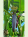 Musa x 'Fruit®'* / Bananier fruitier* rustique fruitier