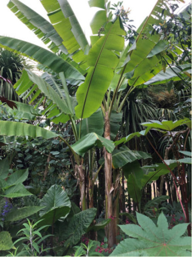 Musa Sp 'Yunnan' / Bananier