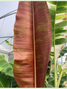 Musa sumatrana 'Zebrina rojo'* / Bananier