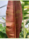 Musa sumatrana 'Zebrina rojo'* / Bananier